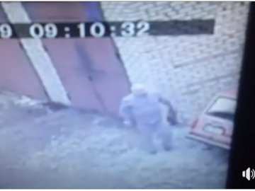 З'явилося відео з вбивством двох цуценят чоловіком у Луцьку