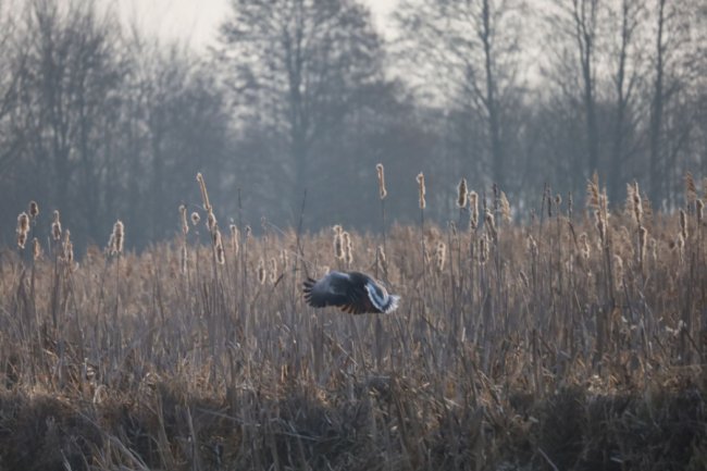 На Волині зафіксували раннє повернення птахів із теплих країв. ФОТО