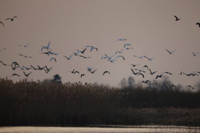 На Волині зафіксували раннє повернення птахів із теплих країв. ФОТО