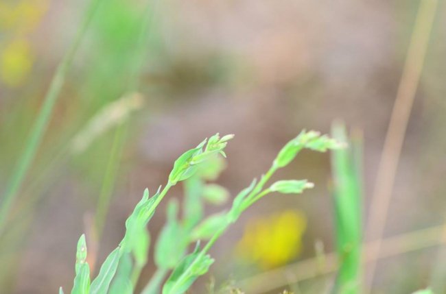 У волинському лісі знайшли унікальні види рослин. ФОТО