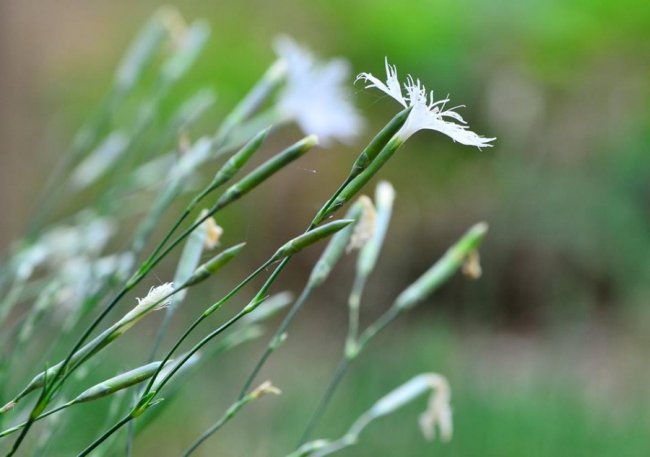 У волинському лісі знайшли унікальні види рослин. ФОТО