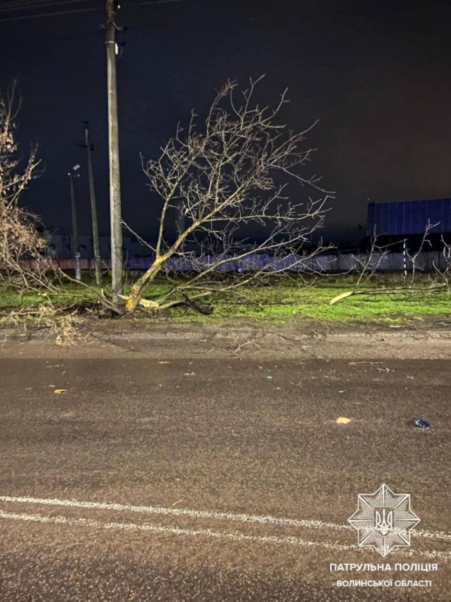 У Луцьку п`яна водійка врізалася у дерево