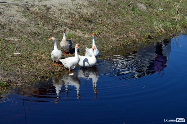 Робочий день нардепа Ігоря Єремеєва на Любешівщині. ФОТО*