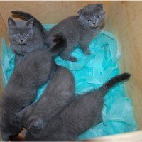 На кордоні з Польщею українець попався на контрабанді кошенят