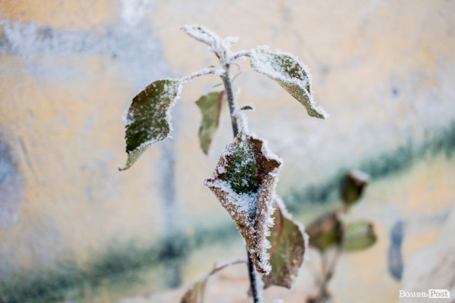Луцьк – у кришталевій паморозі: казкові світлини різдвяного ранку. ФОТО