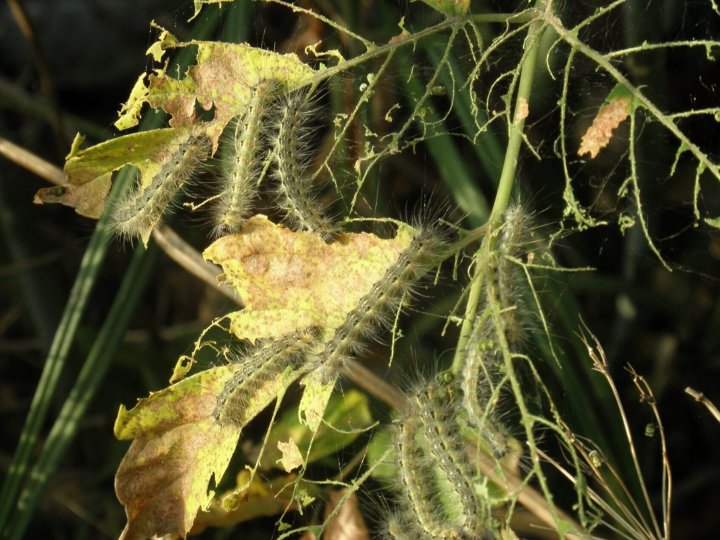 На Волині – карантин через поширення небезпечного шкідника