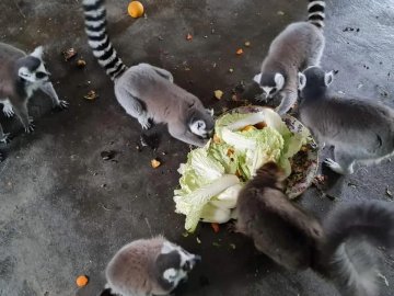 В екопарку під Харковом загарбники вкрали овочі для тварин 