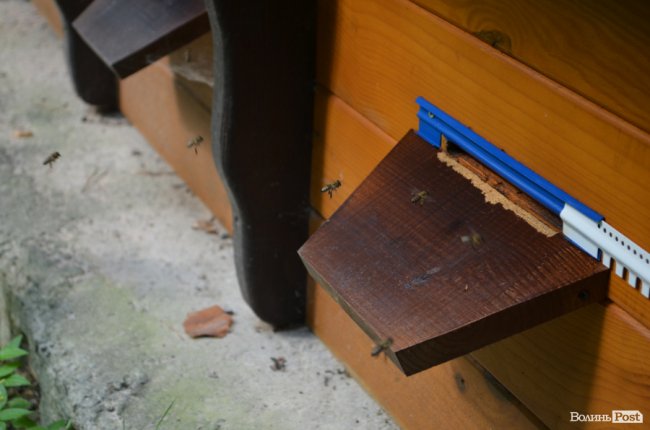 Кращий волинський санаторій: як у сосновому лісі «цвіте» «Пролісок». ФОТО