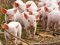На Волині зафіксовані перші випадки африканської чуми у свиней