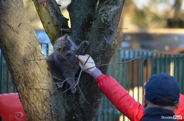 Кохання на вулицях Луцька. ФОТО