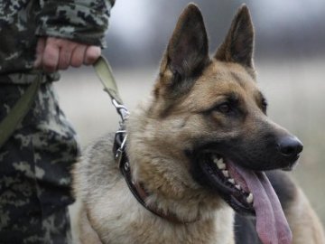 На Волині пес прикордонників винюхав тютюнову контрабанду