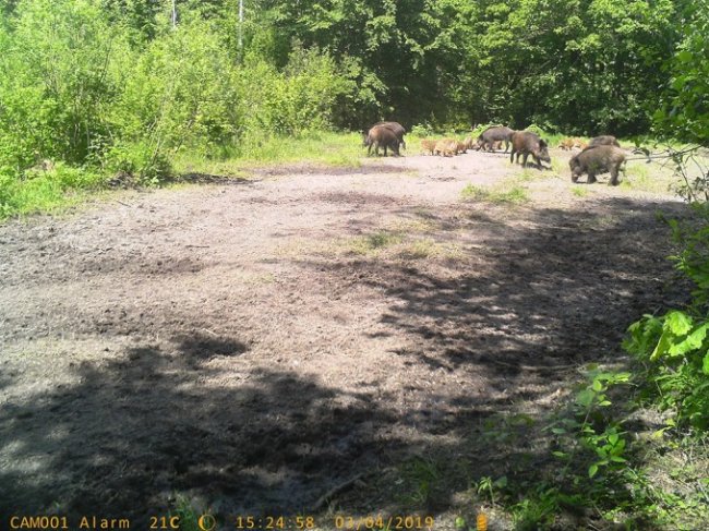 У лісі на Волині «впіймали» диких кабанів 
