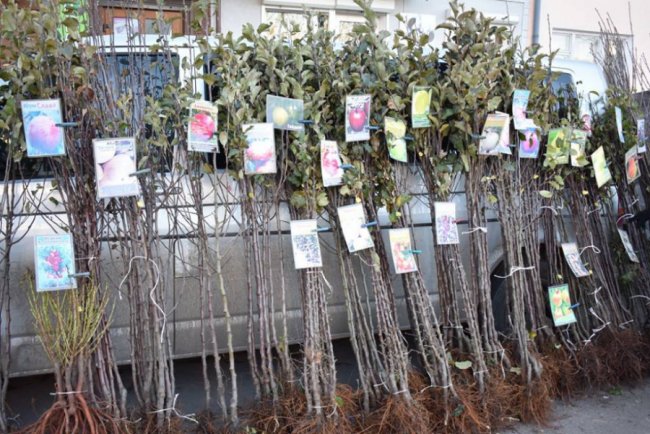 Цукор, риба і кролі: у волинському райцентрі влаштували ярмарок. ФОТО