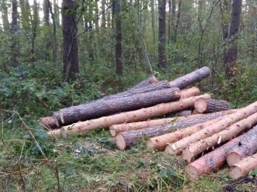 Волинянина підозрюють у незаконній порубці дерев 