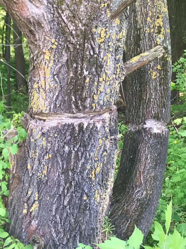 У Луцьку біля Стиру невідомі пошкодили три десятки дерев 