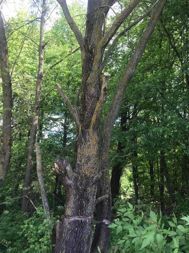 У Луцьку біля Стиру невідомі пошкодили три десятки дерев 