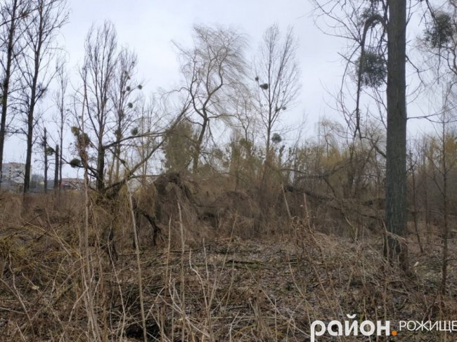 У Рожищі в парку вітер понищив дерева.ФОТО