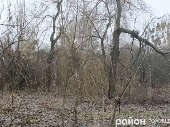 У Рожищі в парку вітер понищив дерева.ФОТО