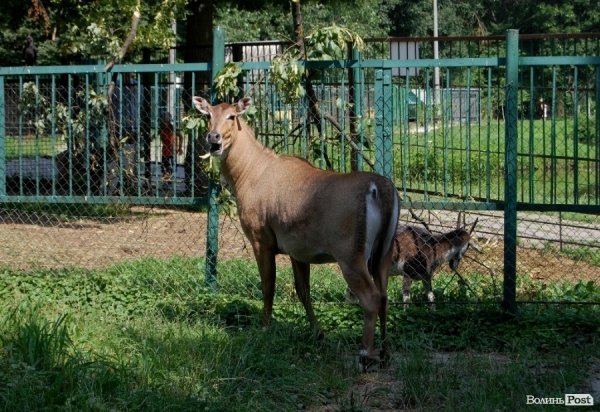 Луцький зоопарк планували розширити ще за Кривицького. ФОТО