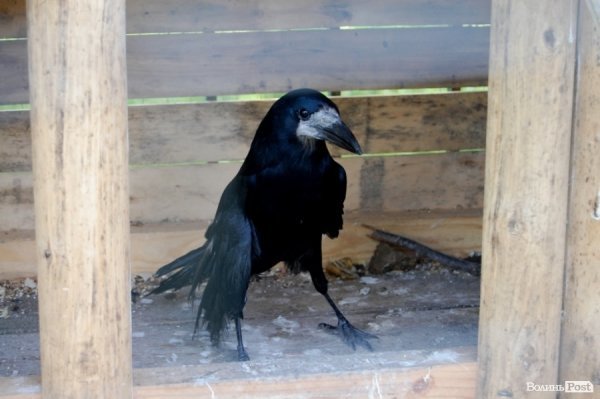 Луцький зоопарк планували розширити ще за Кривицького. ФОТО