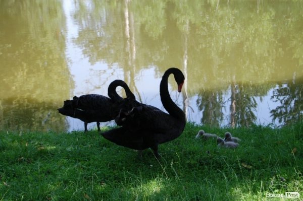 Луцький зоопарк планували розширити ще за Кривицького. ФОТО