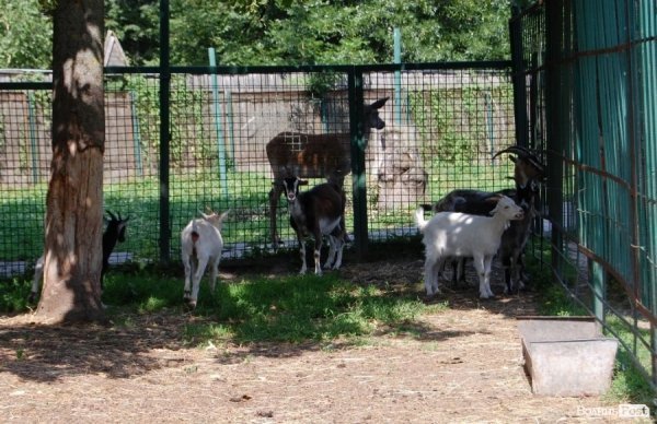 Луцький зоопарк планували розширити ще за Кривицького. ФОТО