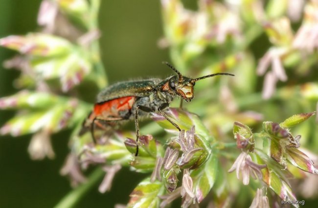 Загадковий комашиний світ в об'єктиві волинського фотографа