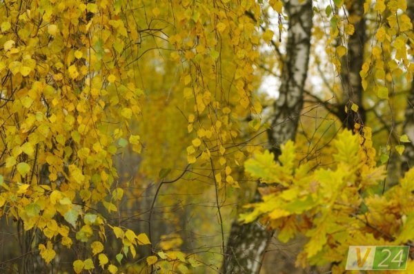 Луцький фотограф показав красу осені в музеї-скансені