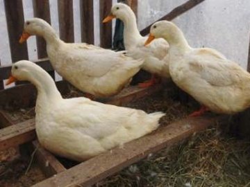 Волинянка поділилась секретами вирощування птиці в домашніх умовах