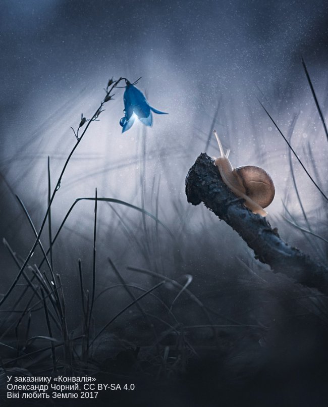 Жити кохаючи. Олександр Чорний