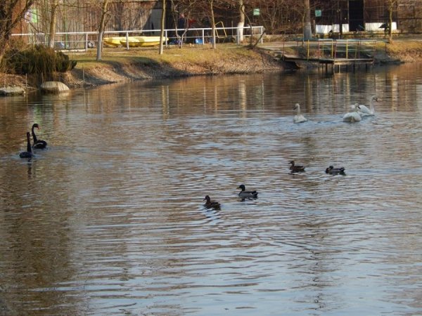 До осені будуть на ставках наші лебеді – пара чорних і троє білих