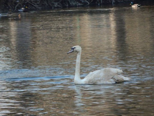 У Луцький зоопарк принесли поранених лелек. ФОТО  