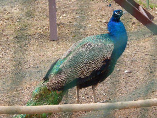У Луцький зоопарк принесли поранених лелек. ФОТО  