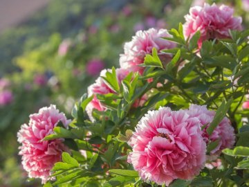 День Веремія: що можна та не можна робити 13 червня