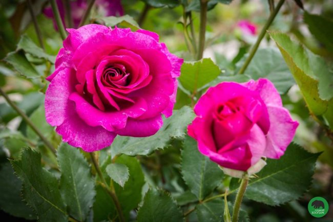 Квіти Луцького зоопарку: 37 дивовижних фото