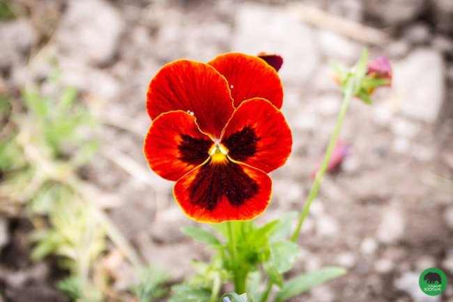 Квіти Луцького зоопарку: 37 дивовижних фото