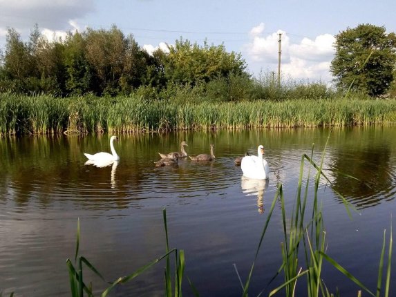 На волинський ставок повернулися лебеді. ФОТО