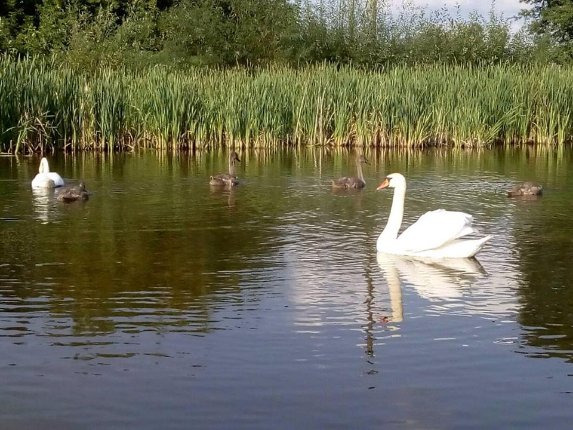 На волинський ставок повернулися лебеді. ФОТО