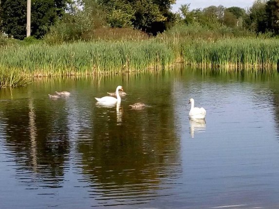 На волинський ставок повернулися лебеді. ФОТО