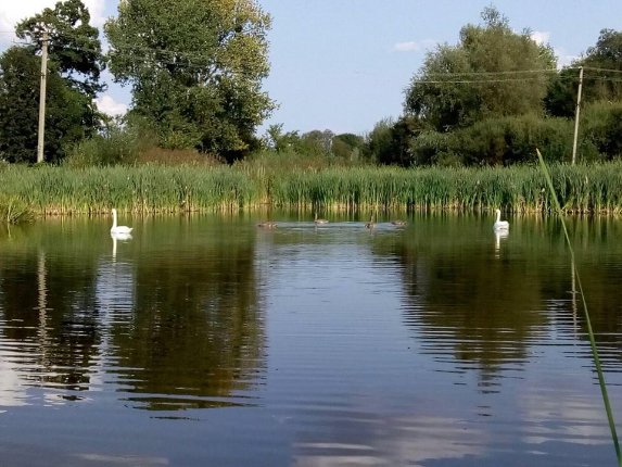 На волинський ставок повернулися лебеді. ФОТО