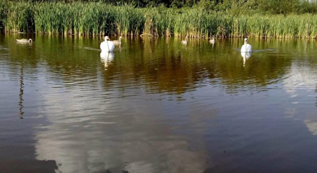На волинський ставок повернулися лебеді. ФОТО