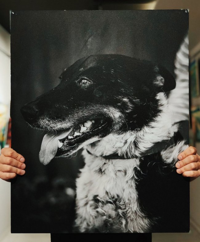 У Луцьку стартував аукціон на підтримку безпритульних тварин. ФОТО