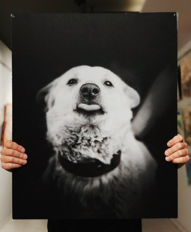 У Луцьку стартував аукціон на підтримку безпритульних тварин. ФОТО