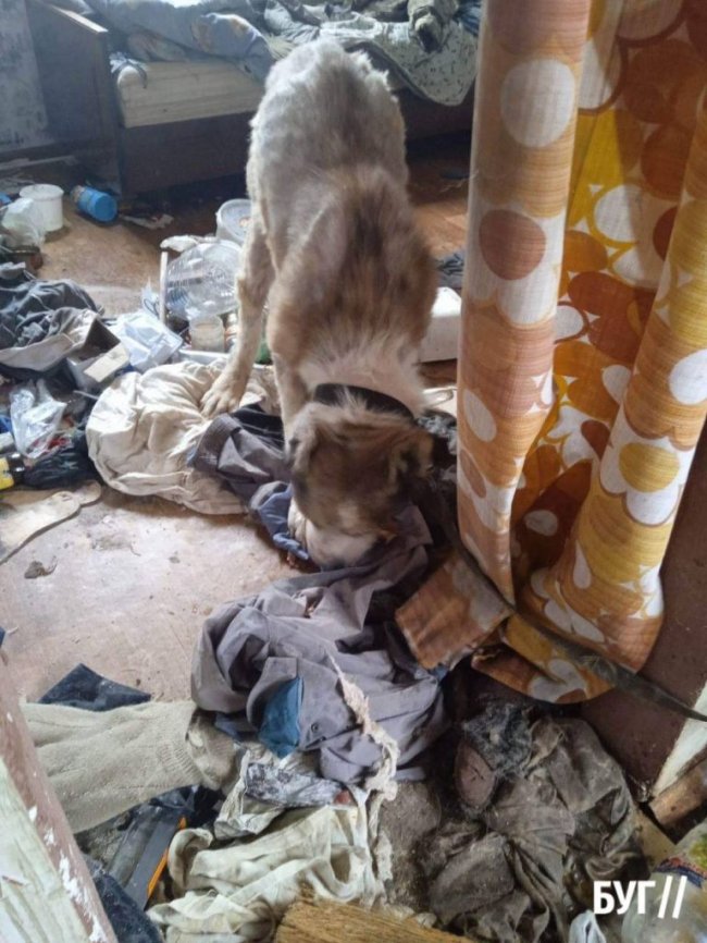 Волинянин жорстоко поводився з тваринами: прив'язував та морив голодом