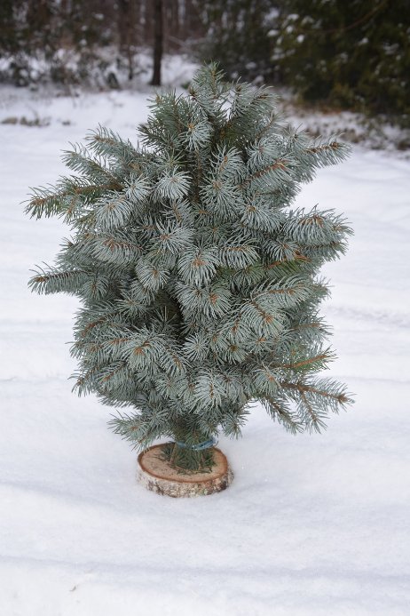 Новорічний настрій: на Волині лісівники створюють оригінальні композиції