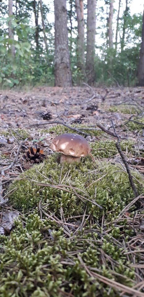 Волиняни діляться світлинами грибних трофеїв. ФОТО