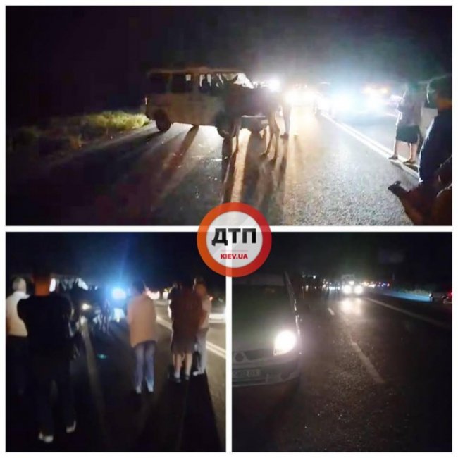 Уночі лось вибіг на трасу і побив декілька машин. ФОТО