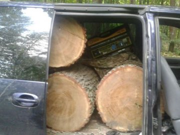 На Волині затримали крадіїв дубів. ФОТО