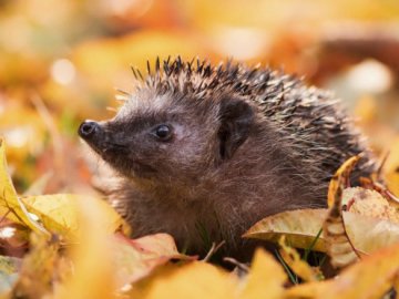 Погода у Луцьку та Волинській області завтра, 23 вересня