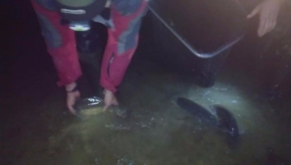 На Волині зарибнили водосховище. ФОТО